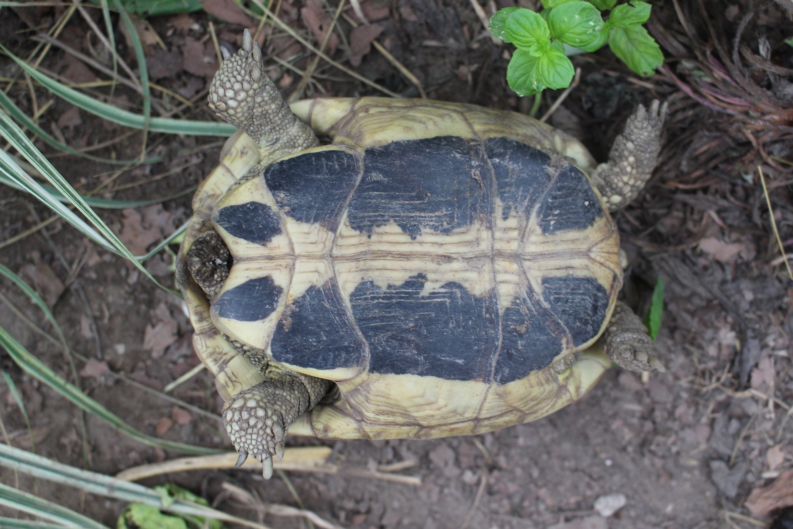 Europäische Landschildkröten erkennen tfawissen